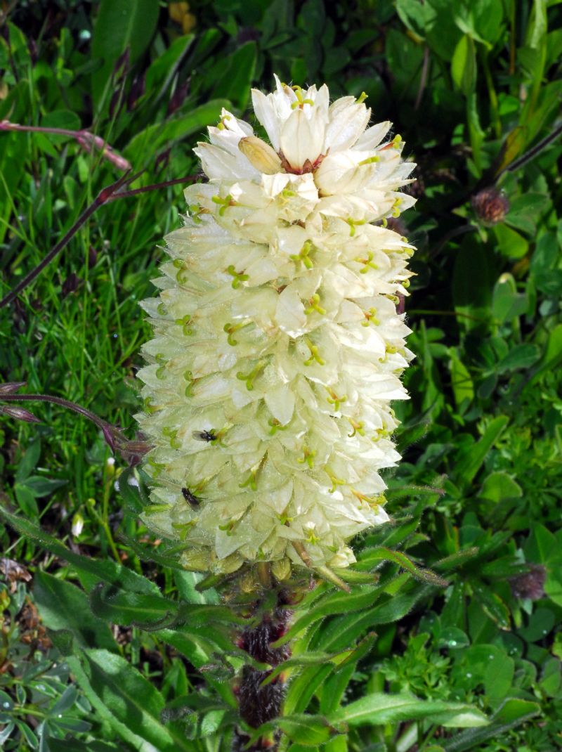 Senza etichetta nel Giardino Alpino Chanousia: Campanula thyrsoides